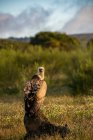 Retrato de um abutre posando ao pôr do sol enquanto olha para longe em um fundo embaçado — Fotografia de Stock