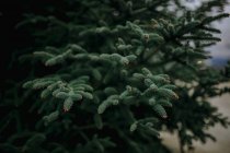 Гілки вічнозеленого дерева з крихітними бутонами конусів, що ростуть в природі на весняний день — стокове фото