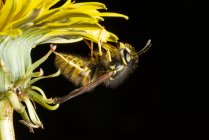 Macro shot of head of European hornet or Vespa crabro insect largest eusocial wasp native to Europe against blurred dark background in nature — Fotografia de Stock
