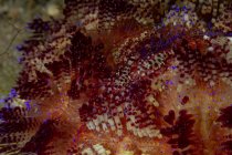 Camarones coleman de cuerpo entero coloridos manchados sentados en coral suave en agua de mar profunda - foto de stock