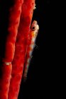 Fechar-se de minúsculos peixes semi-transparentes Bryaninops yongei ou Whip coral goby perto Cirripathes anguina coral em água do mar escuro — Fotografia de Stock