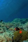 Amphiprion com corpo listrado nadando entre recifes de coral com pólipos sob aqua oceano puro — Fotografia de Stock