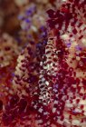 Полное тело красочные пятнистые креветки Coleman сидя на мягких кораллах в глубокой морской воде — стоковое фото