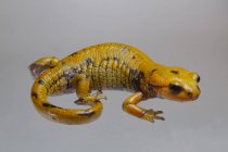 Крупный план пятнистого желтого цвета саламандра Саламандра саламандра на влажной травянистой почве в природе — стоковое фото