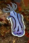 Light blue nudibranch mollusk with black stripes swimming near coral reefs in on sea bottom — Stock Photo