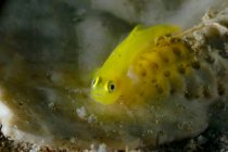 Close-up de minúsculo amarelo brilhante Gobiodon okinawae ou Okinawa goby peixes nadando perto de recife de coral submarino — Fotografia de Stock
