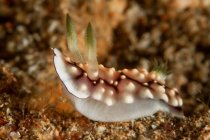 Легко-коричневий оголений молюск з білими плямами і носорогами, що повзають на природних рифах у прозорій морській воді — стокове фото