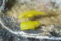 Вкриття крихітних яскраво-жовтих Gobiodon okinawae або бичка Окінава риба плаває поблизу коралового рифу під водою — стокове фото