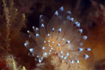 Durchscheinende Euphyllia-Nacktschnecke mit leuchtend weißen Tentakeln, die auf Korallenriffen am Grund der Tiefsee sitzen — Stockfoto