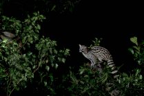 Vue latérale du genet avec des taches dans l'habitat naturel dans l'obscurité la nuit — Photo de stock