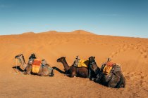 Von oben auf einer Kamelreihe sitzend auf heißem Sand mit Geschirr in der sonnigen Wüste Marokkos — Stockfoto