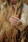 Colheita fêmea irreconhecível com anéis dourados nos dedos tocando picos de trigo no campo — Fotografia de Stock