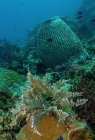 Biodiversidad marina con colorido mar de arrecife de coral en aguas cristalinas tropicales - foto de stock