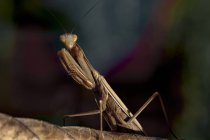 Macro shot of Praying Mantis inseto sentado na folha de árvore seca contra fundo natureza turva — Fotografia de Stock