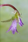 Крупним планом Араніелла кукурбітіна або огірок зелений павук на квітучому бутоні дикої квітки в природі — стокове фото