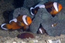 Gros plan de paire de poissons Amphiprion polymnus rayés colorés ou clowns à dos de selle nageant au fond de la mer — Photo de stock
