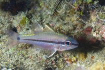 Closeup of marine Pristiapogon exostigma or Narrowstripe cardinalfish with stripe on body swimming in tropical ocean water near bottom — Stock Photo
