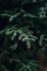 Гілки вічнозеленого дерева з крихітними бутонами конусів, що ростуть в природі на весняний день — стокове фото