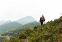 Вид ззаду анонімної літньої жінки з рюкзаком і палицею, що йде на трав'янистий схил до гірського піку під час подорожі на природі — стокове фото