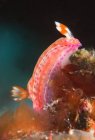 Mollusco nudibranco rosa chiaro con rinoceronti e tentacoli striscianti sulla barriera corallina naturale in fondo al mare — Foto stock