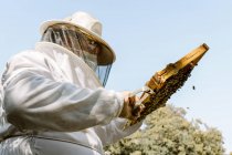 Low angle of unrecognizable beekeeper in protective costume examining honeycomb with bees while working in apiary in sunny summer day — Stock Photo