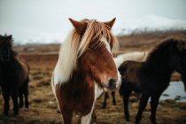Mandria di bellissimi cavalli al pascolo sul campo con erba secca vicino alle montagne nella neve — Foto stock