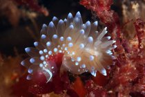 Durchscheinende Euphyllia-Nacktschnecke mit leuchtend weißen Tentakeln, die auf Korallenriffen am Grund der Tiefsee sitzen — Stockfoto
