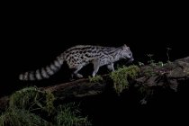 Вид сбоку на генета с пятнами в естественной среде обитания в темноте ночью — стоковое фото