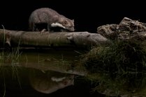Morbida martora carina seduta sul tronco d'albero vicino al lago in habitat naturale di notte — Foto stock