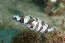 Closeup of tropical marine Reticulated sandperch or Parapercis tetracantha fish with long spotted body swimming in deep ocean water — Fotografia de Stock