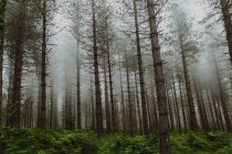Grands arbres le jour de brouillard — Photo de stock