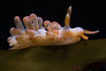 Gastropoden-Weichtier mit Tentakeln auf Mantel schwimmt in transparentem Meerwasser auf schwarzem Hintergrund — Stockfoto