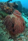Школа мелких рыбок, плавающих под чистой водой океана с коралловыми рифами на дне — стоковое фото