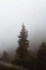 Picturesque view of green coniferous trees growing on hill in mist — Stock Photo