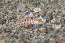 Primo piano di tropicale marino Parapercis schauinslandii o pesce persico rosso nuotare vicino fondo pietroso sottomarino — Foto stock
