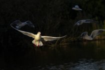 Rebanho de gaivotas brancas selvagens voando acima da lagoa calma ondulante na natureza verdejante do verão — Fotografia de Stock