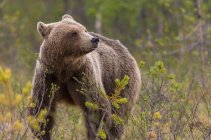 Tracking shot of adult furry brown bear walking and standing on ground in nature reserve on daytime — Stock Photo