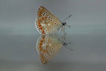 Primo piano della bellissima farfalla Aricia montensis conosciuta come murena lepidottero insetto con ali maculate seduto sulla superficie dell'acqua specchiata in natura — Foto stock