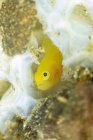 Nahaufnahme winziger leuchtend gelber Gobiodon okinawae oder Okinawa Grundel-Fische, die in der Nähe von Korallenriffen unter Wasser schwimmen — Stockfoto