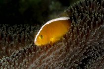 Крупный план экзотических морских амфиприонов akallopisos или рыб-клоунов и морских анемонов под водой — стоковое фото