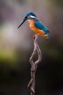 Closeup kingfisher bird sitting on branch isolated on green background — Stock Photo