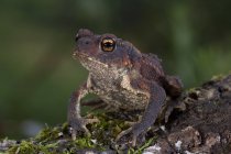 Крупный план жабы Bufo bufo сидя на зеленом мхе среди мокрой травы в дикой природе — стоковое фото