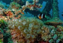 Amphiprion com corpo listrado nadando entre recifes de coral com pólipos sob aqua oceano puro — Fotografia de Stock