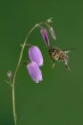 Makroaufnahme europäischer Honigbienen Apis mellifera schwärmt in der Nähe von Holzstäbchen auf schwarzem Hintergrund — Stockfoto
