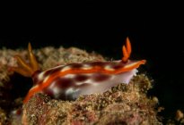 Nudibranquio marrón brillante con tentáculos y rinóforos arrastrándose sobre arrecife de coral en agua de mar oscura - foto de stock