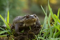 Gros plan du crapaud commun Bufo bufo assis sur la mousse verte parmi l'herbe humide dans la nature sauvage — Photo de stock