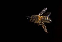 Macro shot di api mellifere europee Apis mellifera brulicante vicino bastone di legno su sfondo nero — Foto stock