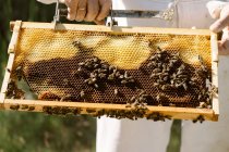 Cropped unrecognizable beekeeper in protective costume examining honeycomb with bees while working in apiary in sunny summer day — Stock Photo
