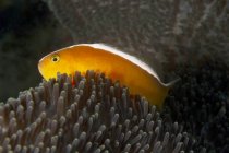 Primo piano di pesci pagliaccio esotici marini Amphiprion akallopisos o Skunk e anemone marino sott'acqua — Foto stock