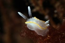Molusco de nudiramo translúcido branco com rinóforos rastejando no fundo do mar profundo em água limpa — Fotografia de Stock